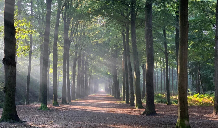 baarnse bos utrecht